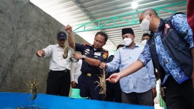 KKP Ungkap Modus Baru Soal Penyelundupan Benih Lobster