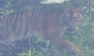 Seekor Harimau Sumatera Terekam Kamera Warga di Jalan Lintas Gayo Lues-Lokop Aceh Timur