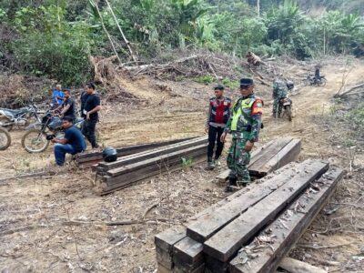 Tim Gabungan Temukan Kegiatan Ilegal logging Dalam hutan Produksi Desa Jambo Rehat. 30 Ton Kayu Diamankan