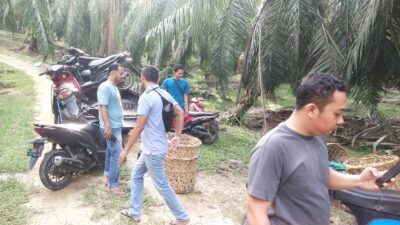 Polisi Grebek Sabung Ayam di Langsa Aceh, Tiga Ekor Ayam Jago Diamankan