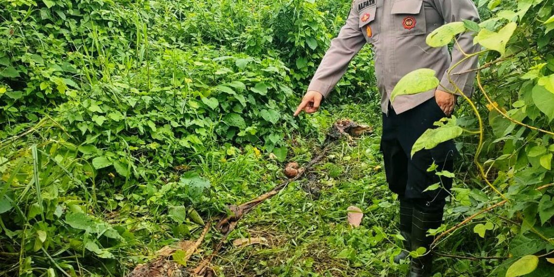 POLISI TINJAU LOKASI HARIMAU MANGSA SAPI WARGA DI ACEH TIMUR