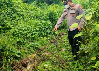 POLISI TINJAU LOKASI HARIMAU MANGSA SAPI WARGA DI ACEH TIMUR