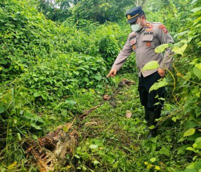 Seekor Sapi Milik Warga Indra Makmur, Aceh Timur Diduga Dimangsa Harimau