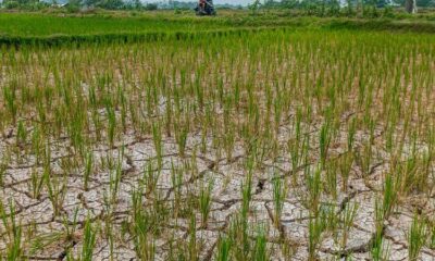 Ribuan Hektar Sawah di Aceh Timur Dilanda Kekeringan