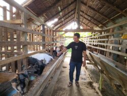 Peternak Kambing di Aceh Timur Kebanjiran Pesanan Jelang Idul Adha